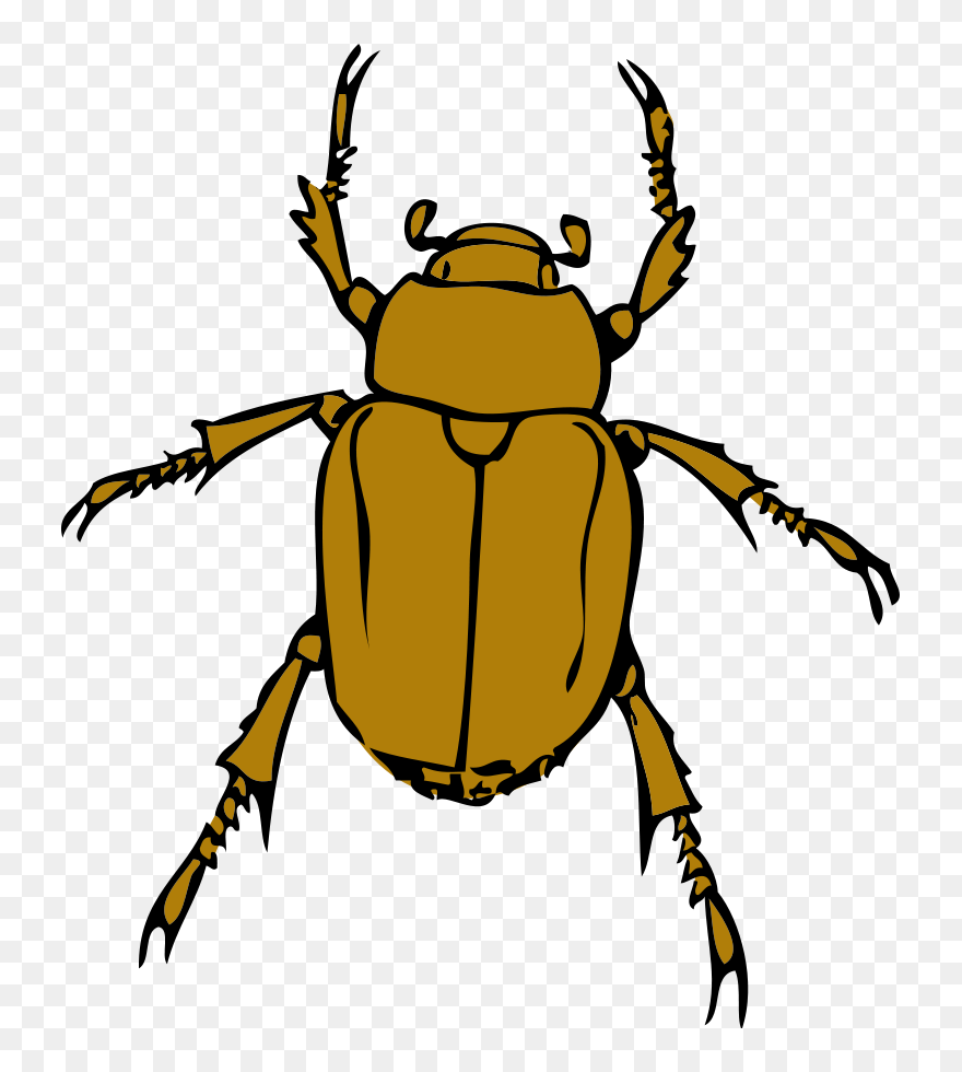 Detail Bug Images Clip Art Nomer 43