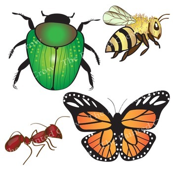 Detail Bug Images Clip Art Nomer 45