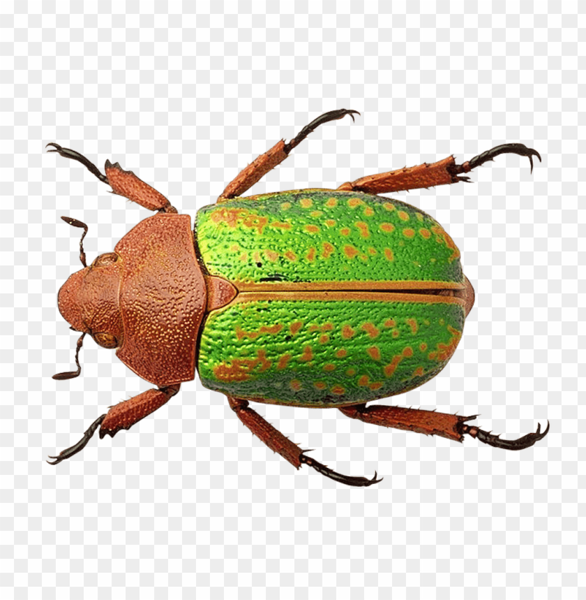 Detail Bug Png Nomer 23