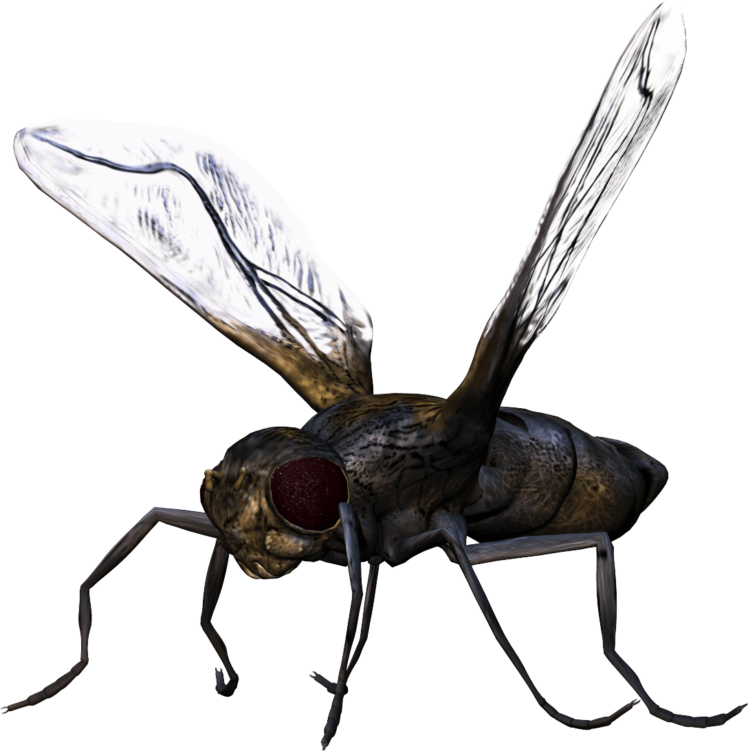 Detail Bug Png Nomer 24