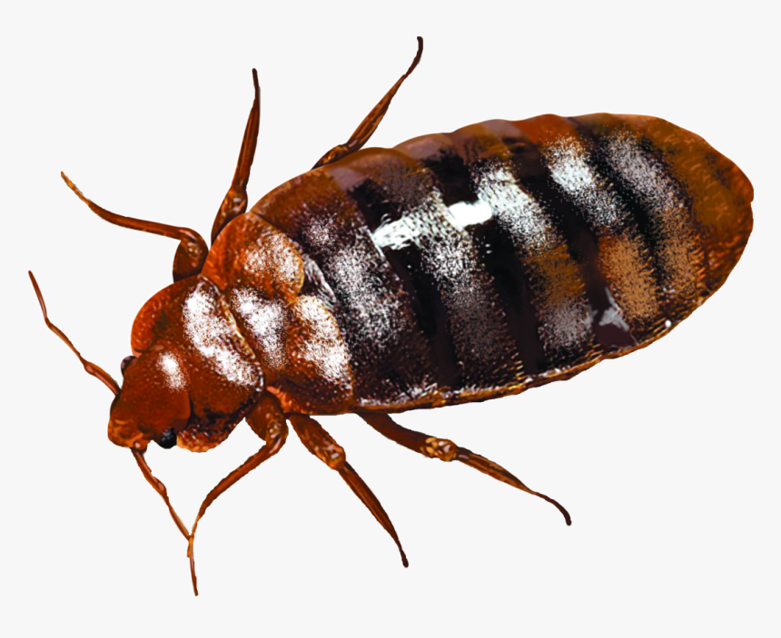 Detail Bug Png Nomer 25