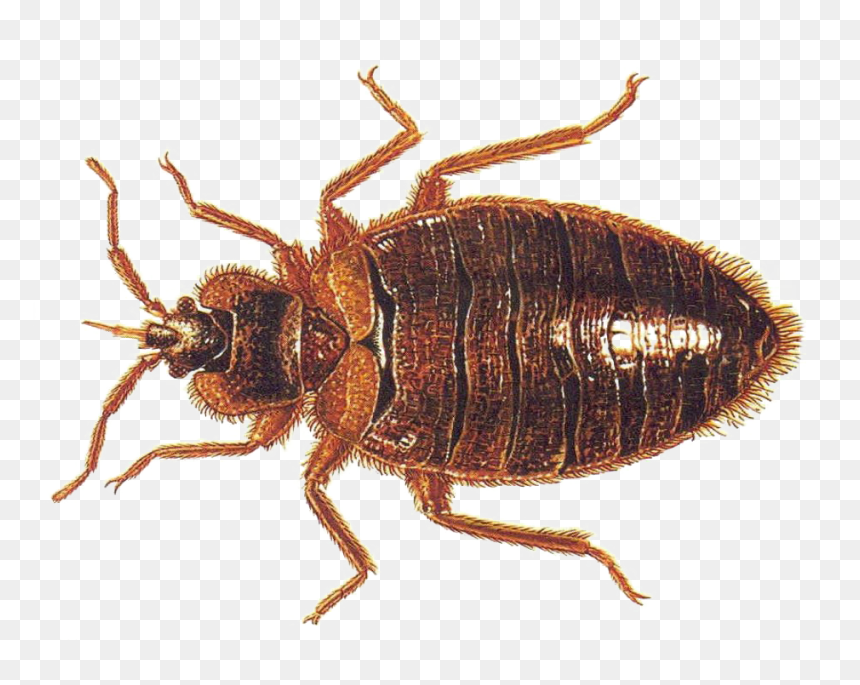 Detail Bug Png Nomer 37