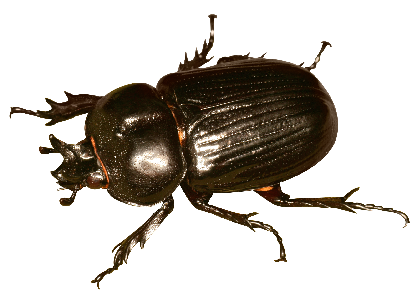 Detail Bug Png Nomer 6