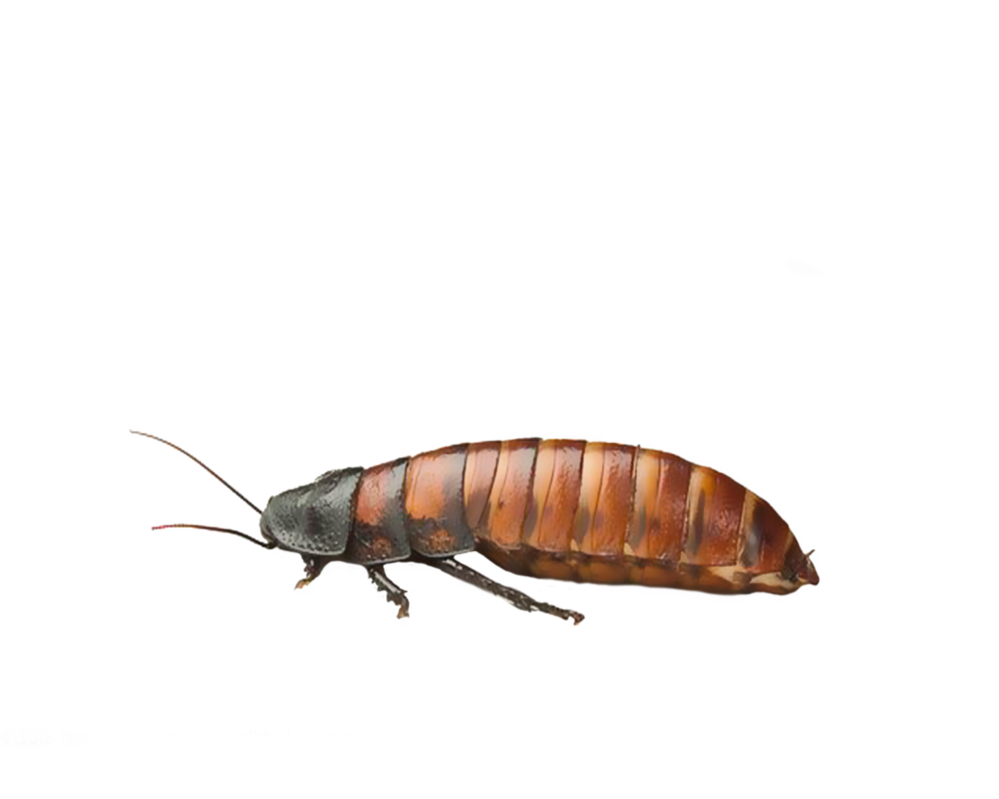 Detail Bug Png Nomer 51
