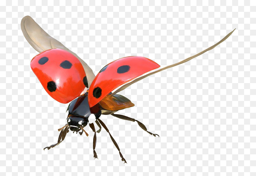 Detail Bug Png Nomer 53