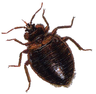 Detail Bug Png Nomer 10