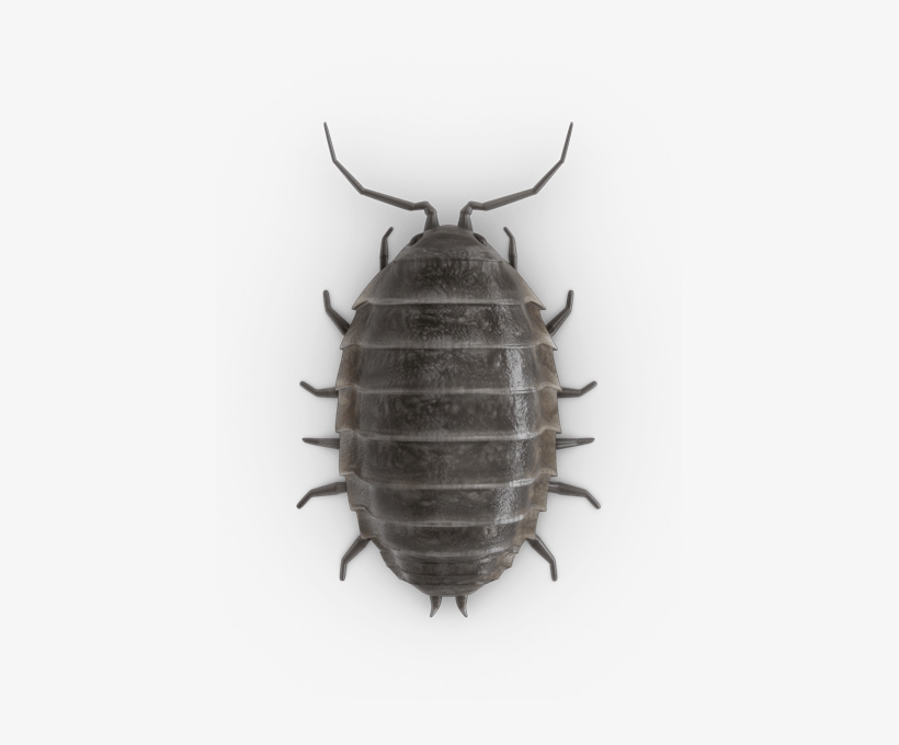 Detail Bugs Png Nomer 18