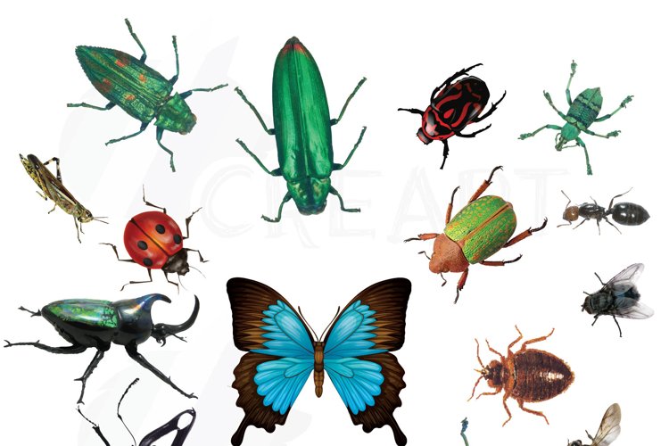 Detail Bugs Png Nomer 22