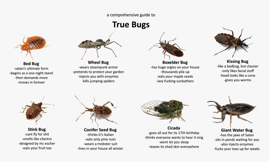 Detail Bugs Png Nomer 52