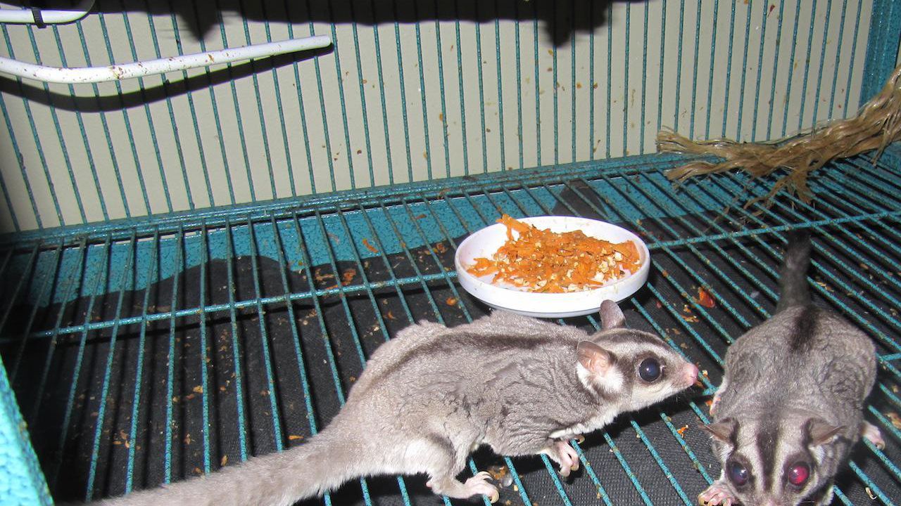 Detail Building A Sugar Glider Cage Nomer 14