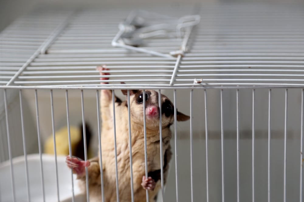 Detail Building A Sugar Glider Cage Nomer 19