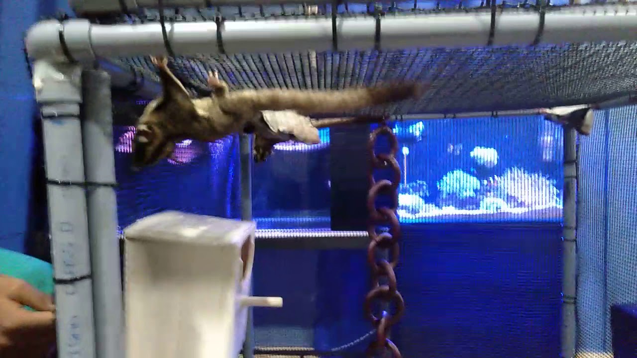 Detail Building A Sugar Glider Cage Nomer 20