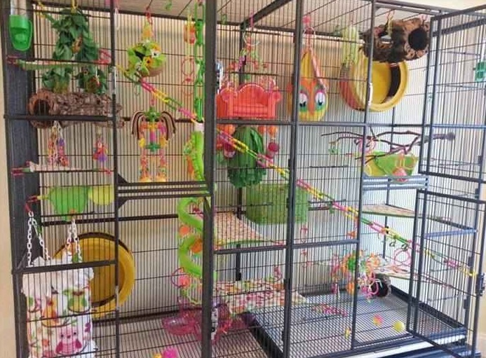 Detail Building A Sugar Glider Cage Nomer 4