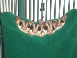 Detail Building A Sugar Glider Cage Nomer 26