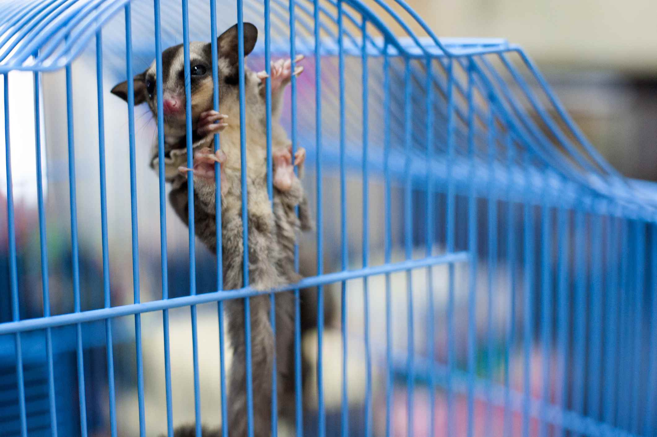 Detail Building A Sugar Glider Cage Nomer 28