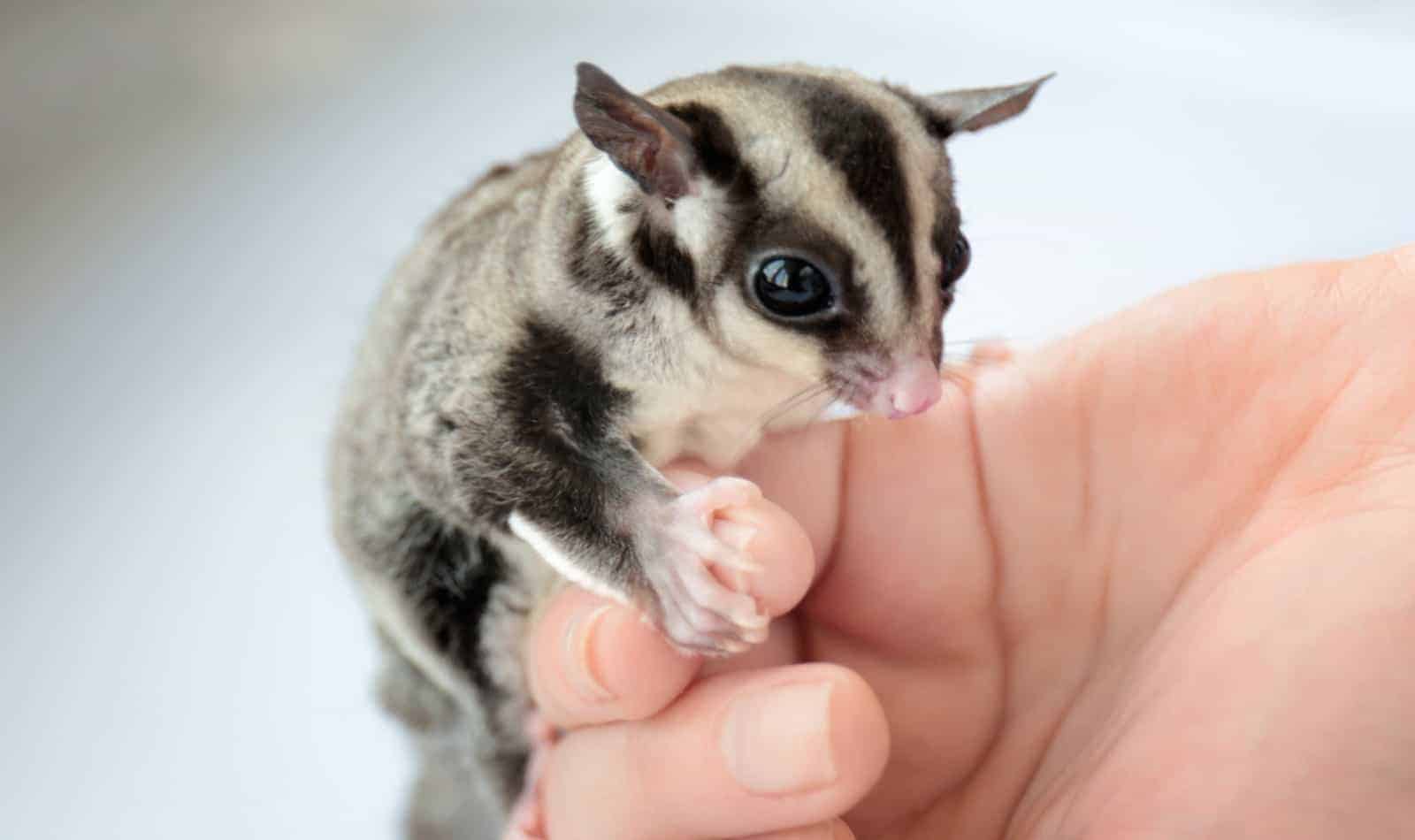 Detail Building A Sugar Glider Cage Nomer 32