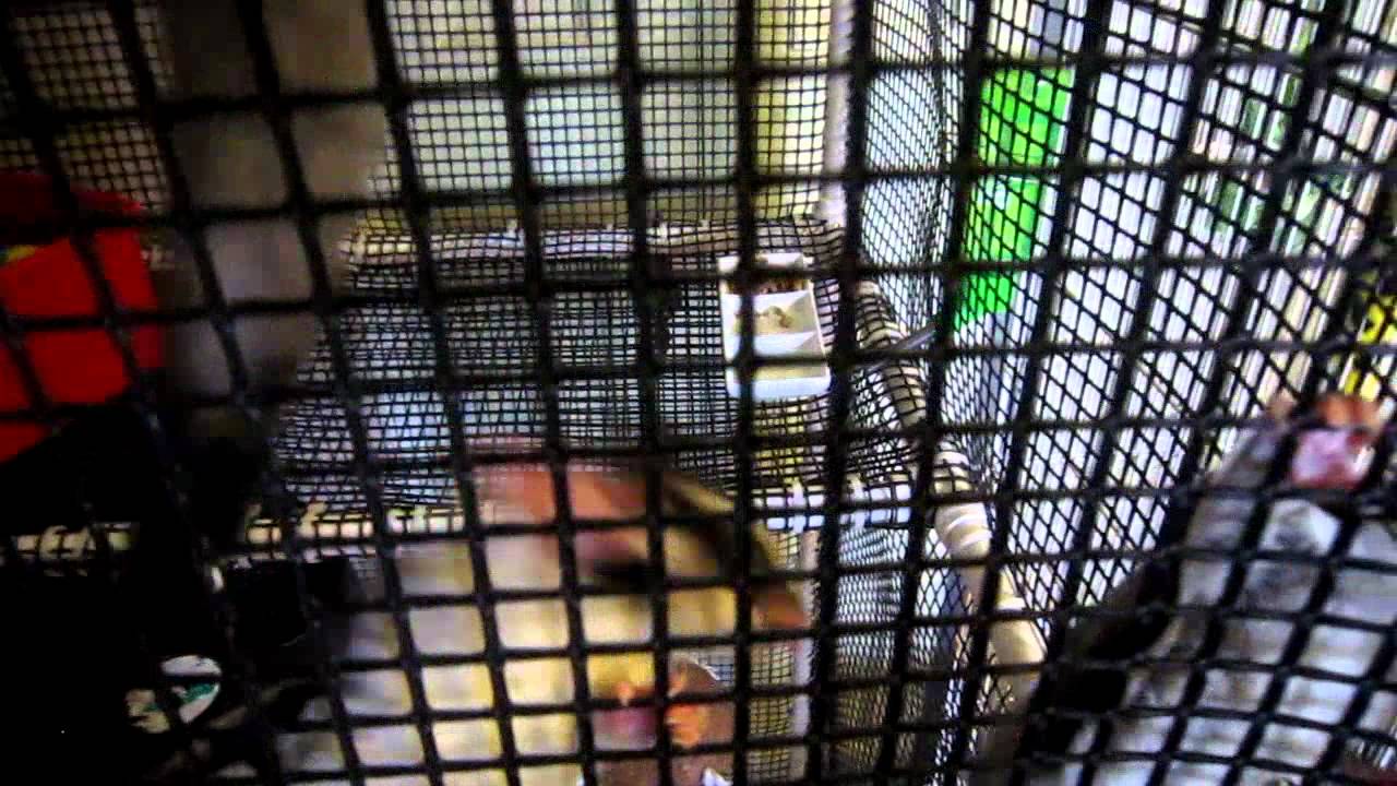 Detail Building A Sugar Glider Cage Nomer 33