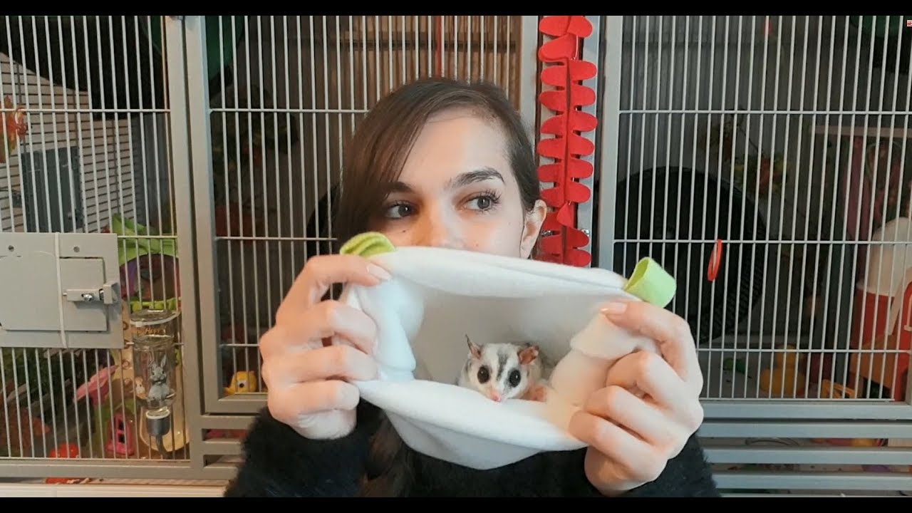 Detail Building A Sugar Glider Cage Nomer 38