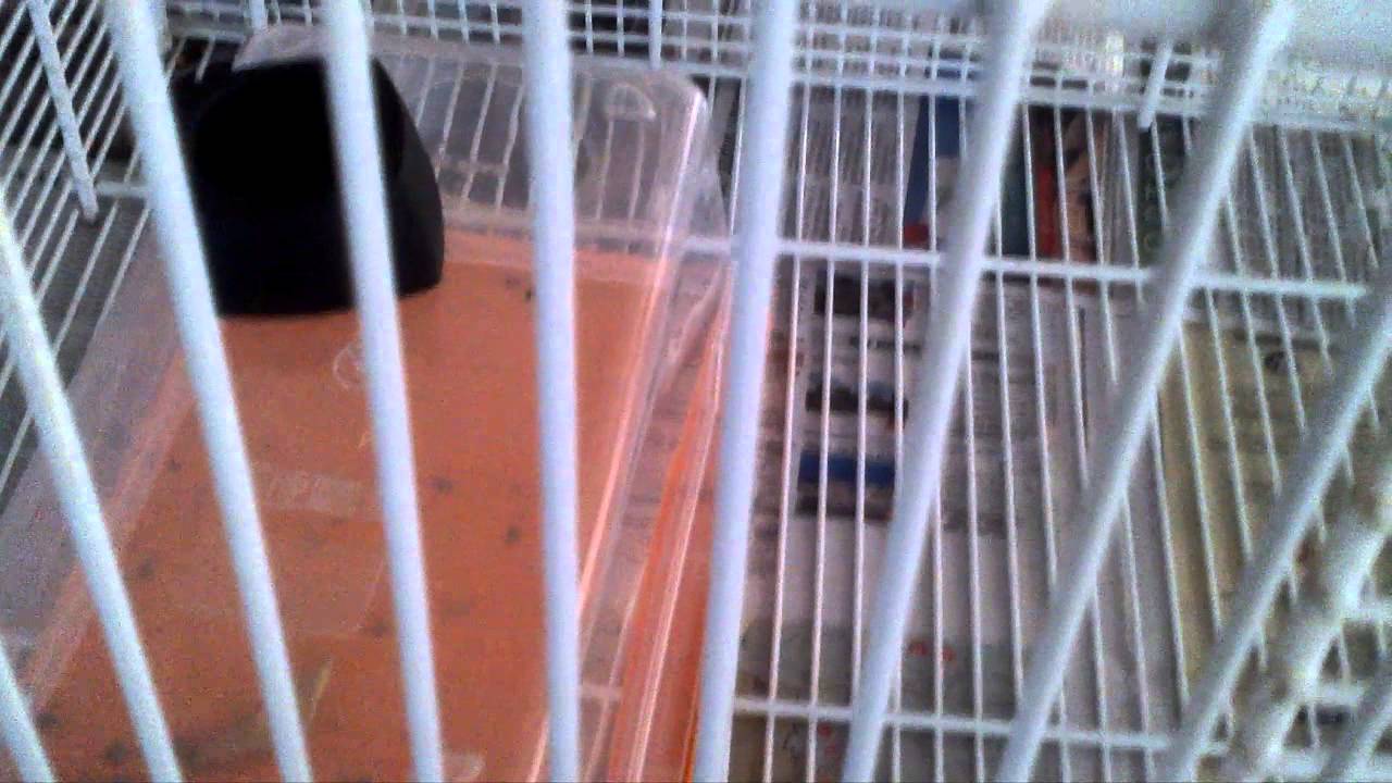 Detail Building A Sugar Glider Cage Nomer 40