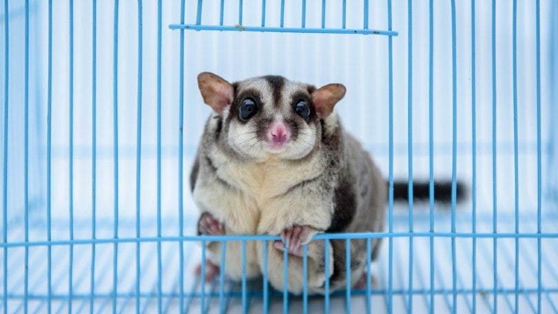 Detail Building A Sugar Glider Cage Nomer 41