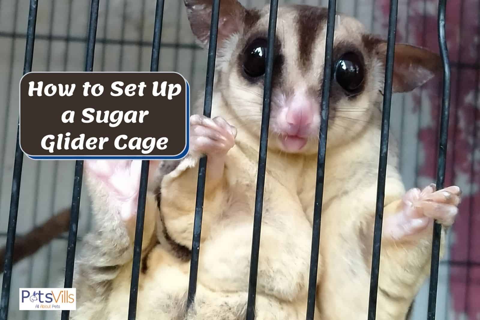 Detail Building A Sugar Glider Cage Nomer 44