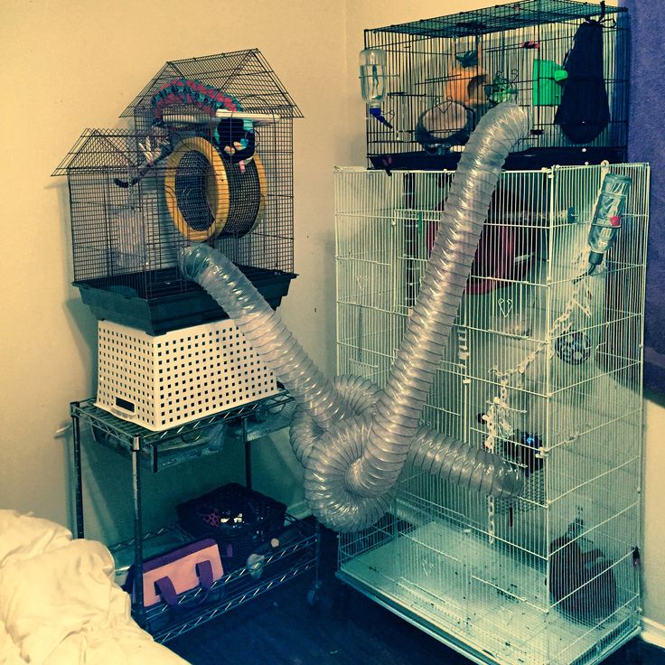 Detail Building A Sugar Glider Cage Nomer 9