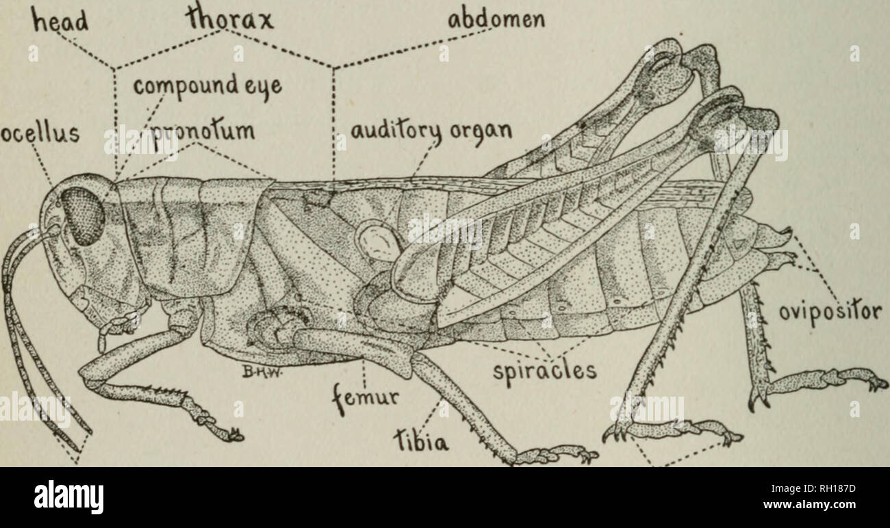 Detail Bull Crickets Nomer 54