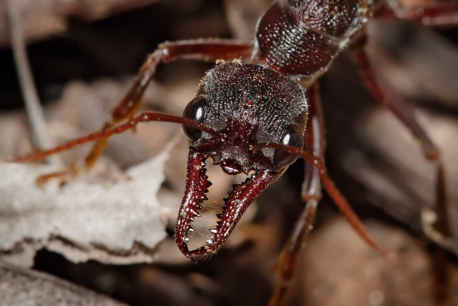 Detail Bullet Ants Wikipedia Nomer 10