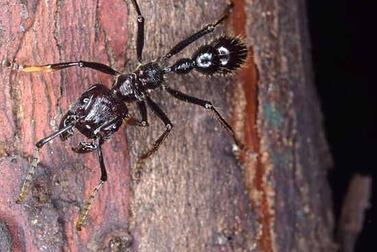 Detail Bullet Ants Wikipedia Nomer 11