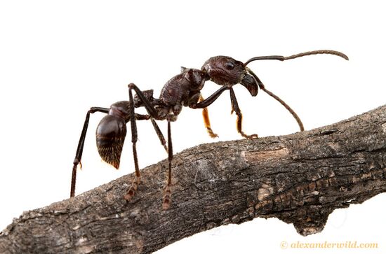 Detail Bullet Ants Wikipedia Nomer 13