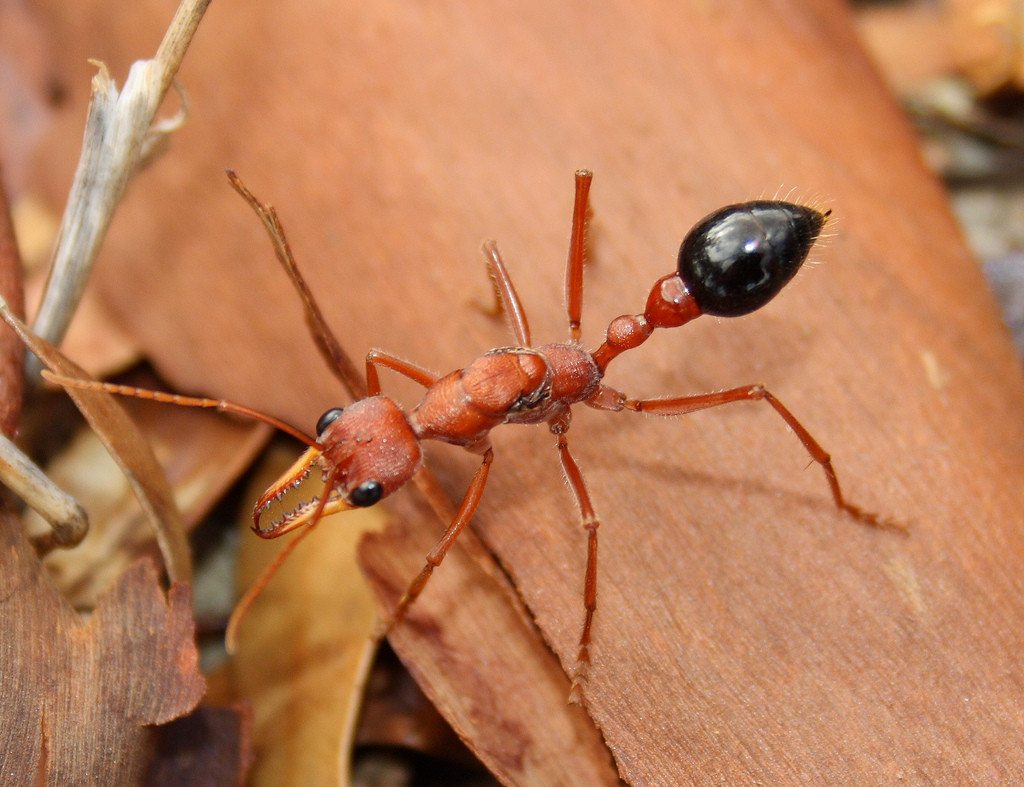 Detail Bullet Ants Wikipedia Nomer 14