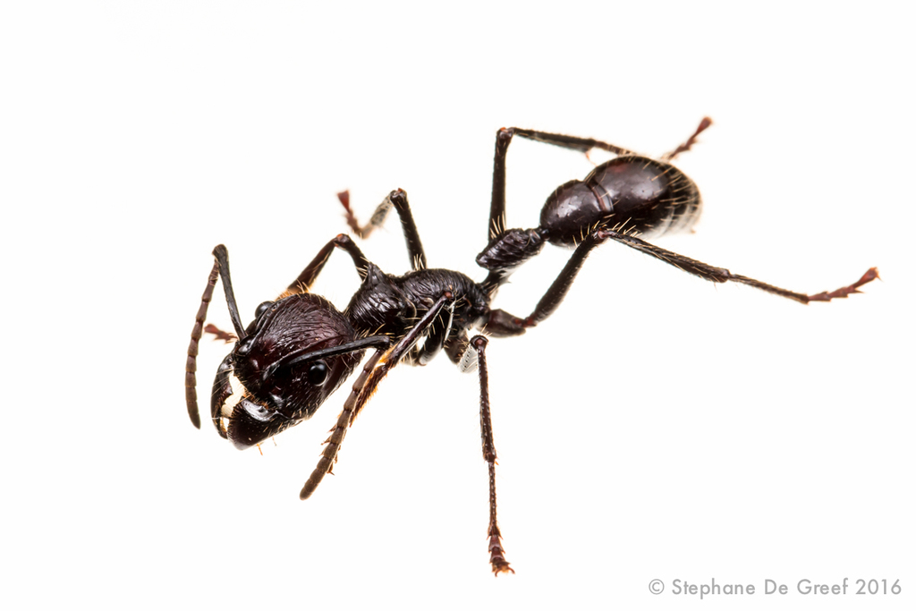 Detail Bullet Ants Wikipedia Nomer 15
