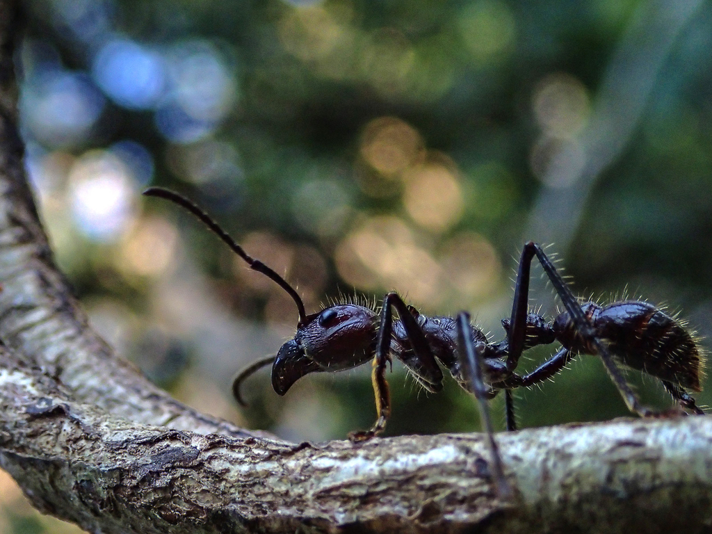 Detail Bullet Ants Wikipedia Nomer 16