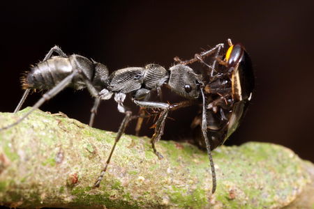 Detail Bullet Ants Wikipedia Nomer 17