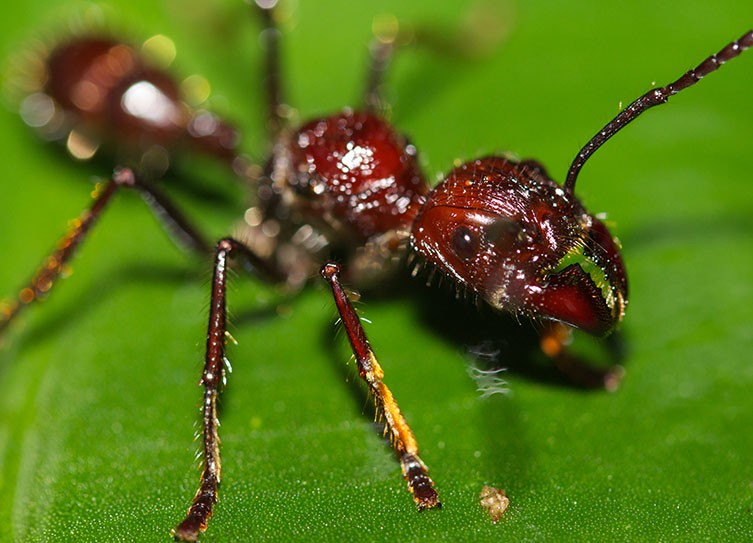Detail Bullet Ants Wikipedia Nomer 18