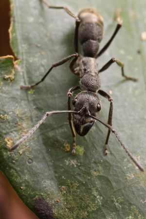 Detail Bullet Ants Wikipedia Nomer 19