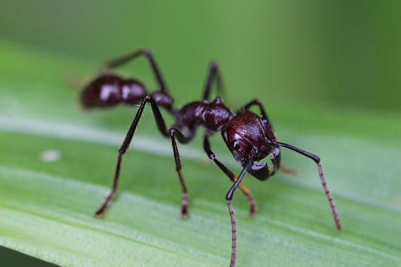 Detail Bullet Ants Wikipedia Nomer 22