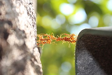 Detail Bullet Ants Wikipedia Nomer 23