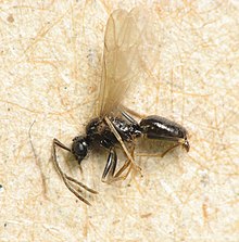 Detail Bullet Ants Wikipedia Nomer 24