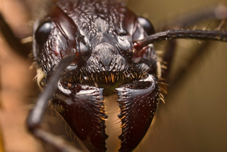 Detail Bullet Ants Wikipedia Nomer 25