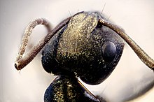Detail Bullet Ants Wikipedia Nomer 26