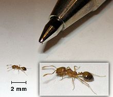 Detail Bullet Ants Wikipedia Nomer 27