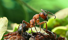 Detail Bullet Ants Wikipedia Nomer 28