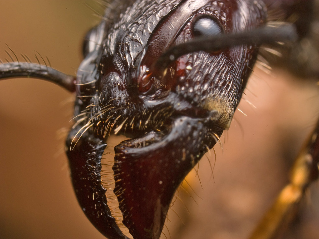 Detail Bullet Ants Wikipedia Nomer 29