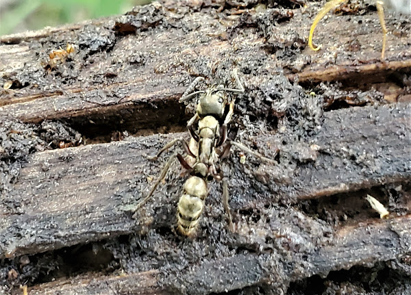 Detail Bullet Ants Wikipedia Nomer 30