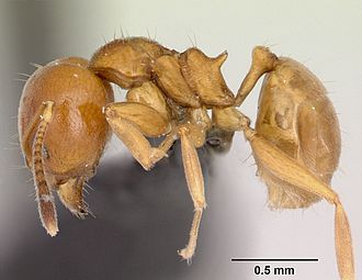 Detail Bullet Ants Wikipedia Nomer 31