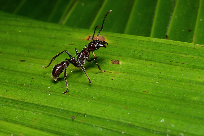 Detail Bullet Ants Wikipedia Nomer 32