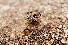Detail Bullet Ants Wikipedia Nomer 33