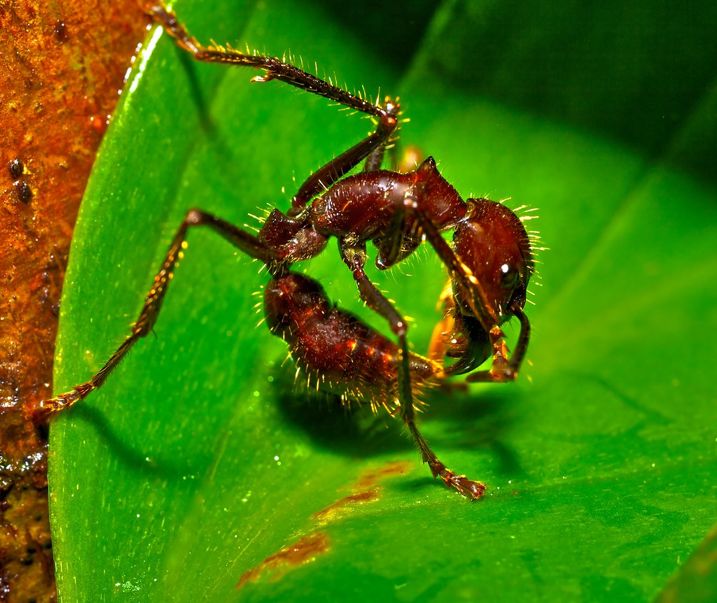 Detail Bullet Ants Wikipedia Nomer 34