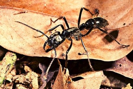 Detail Bullet Ants Wikipedia Nomer 35